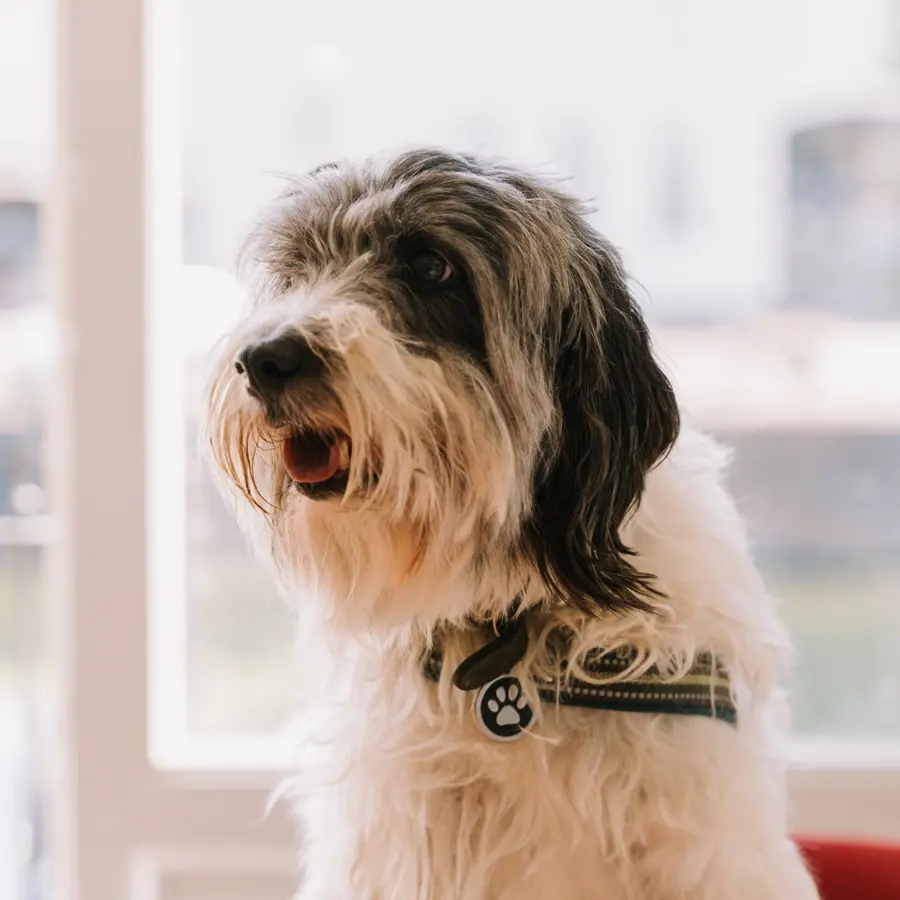 Raph, de praktijkhond