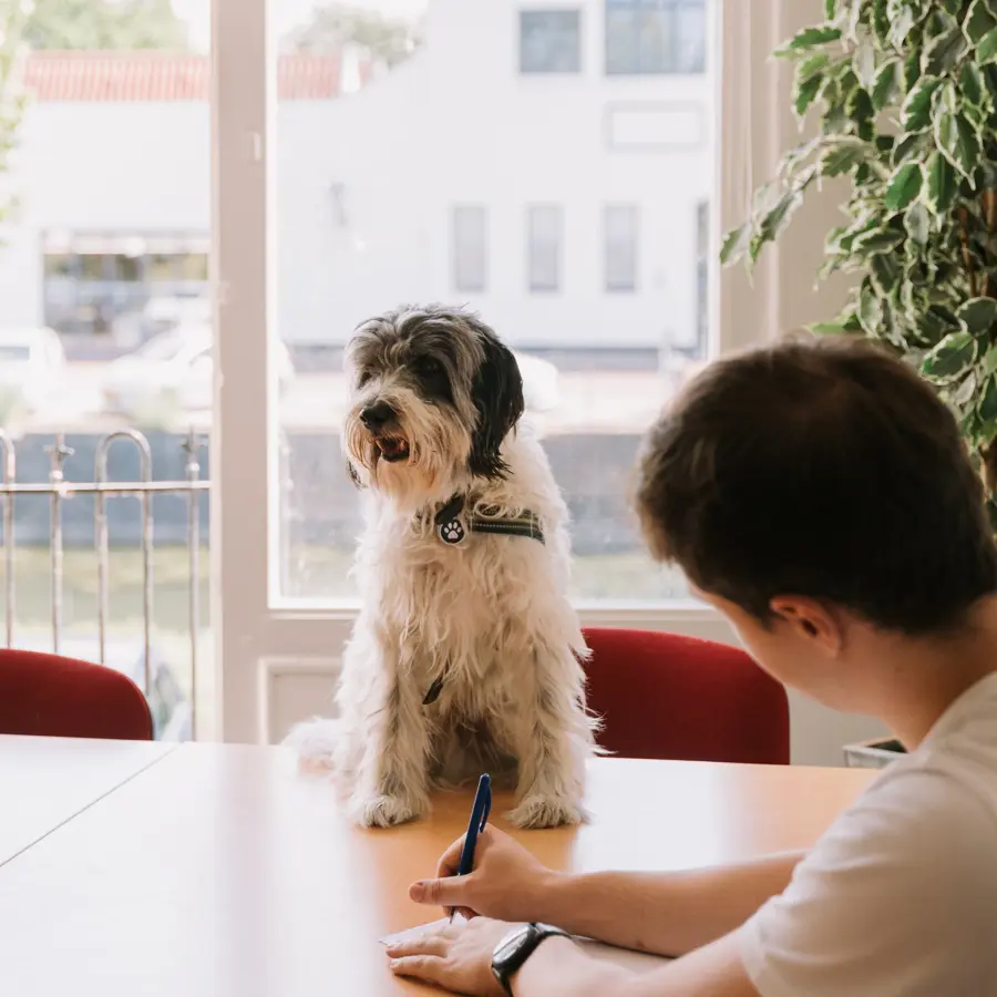 Raph, de praktijkhond